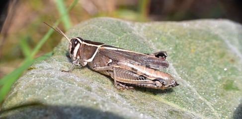 Grasshopper perched on mullein leaf.