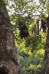 algarroba lista para coger del algarrobo