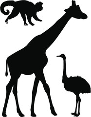 wild animals silhouette vector