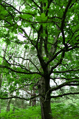 dark woods