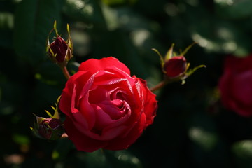 Red Flower of Rose 'Cherry Bonica' in Full Bloom
