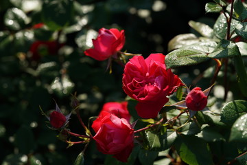 Obraz na płótnie Canvas Red Flower of Rose 'Cherry Bonica' in Full Bloom 
