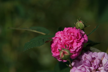 Pink Flower of Rose 'De la Grifferaie' in Full Bloom
