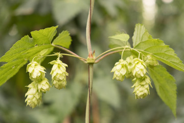 Green fresh hop cones for making Czech beer close up, agricultural background.