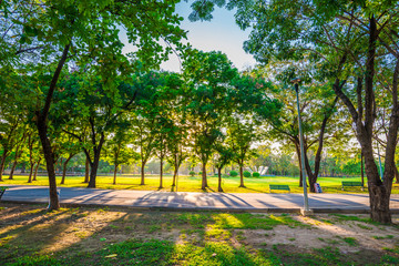 Green tree with meadow grass sunset light in city public park