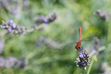 dragonfly on a lavender flower