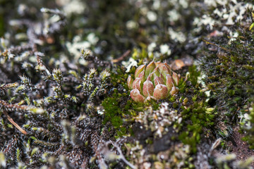Succulents in nature. The flower grows among moss and lichen on a gray stone. Macro photo of nature.