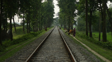 Obraz premium railway in the forest