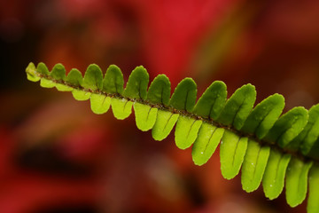 An abstract macro image of a fern leaf placed on a red background