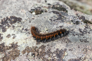 Obraz na płótnie Canvas A shaggy black caterpillar with an orange stripe close-up on a gray stone. Macro photo of insects.