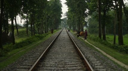 Fototapeta premium railway in the forest
