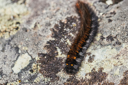 A shaggy black caterpillar with an orange stripe close-up on a gray stone. Macro photo of insects.