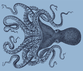Octopus verrucosus from Southeast Atlantic Ocean isolated on blue background, after antique illustration from 19th century © M
