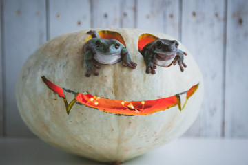 Amazing australian green frogs with Halloween pumpkin