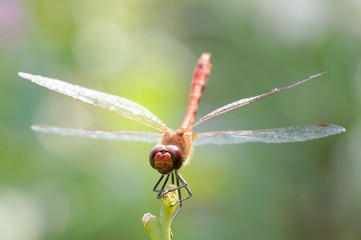 red dragonfly on a green stalk