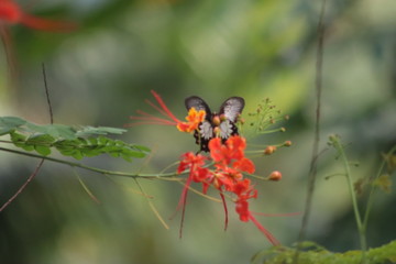 butterfly on a flower