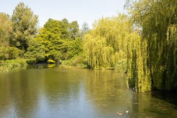 Fototapeta na wymiar Weeping willow trees surround a river pool in summer. Classic england, country scene.