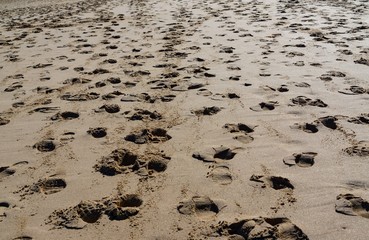 Footpath on brown sand
