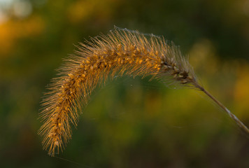 caterpillar on a flower