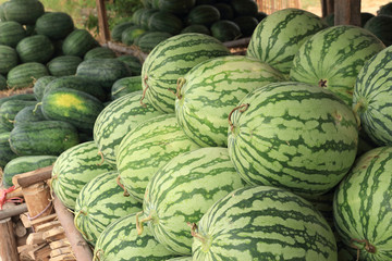 Big round green watermelon 2