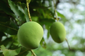 green mango on tree
