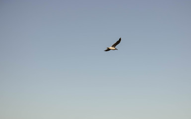 Una gaviota sobrevolando el cielo de España
