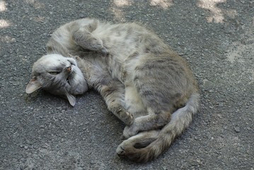 Naklejka na ściany i meble one big gray cat lies on the asphalt on the street