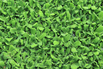 Green common water hyacinth