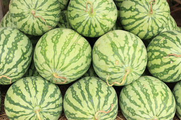 Big round green watermelon