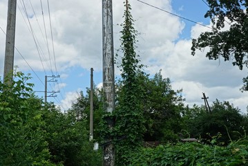 gray concrete pole with electric wires overgrown with green vegetation against the background of...