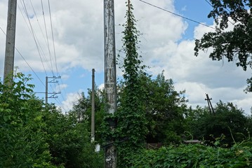 gray concrete pole with electric wires overgrown with green vegetation against the background of the sky and clouds