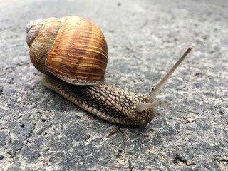 Small garden snail in shell crawling on wet road, slug hurry home
