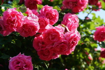 Pink Flower of Rose 'CI. Roseurara' in Full Bloom
