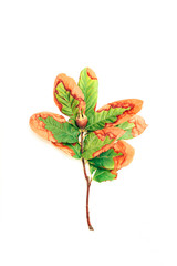 Fototapeta premium Green and orange autumn branch, pomegranate on white background. Color leaves isolated on white background.