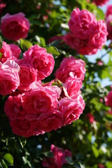 Pink Flower of Rose 'CI. Roseurara' in Full Bloom
