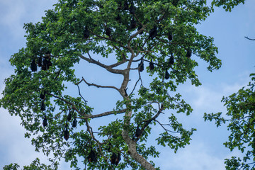 Fototapeta premium The large Colony of Flying Foxes, Fruit Bats, or Mega-Bats feed on nectar, pollen and fruit. Endemic Kind of Bats in Pemba island, Zanzibar Archipelago, Tanzania