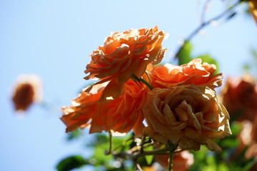 Apricot Flower of Rose 'Cl. Ashram' in Full Bloom
