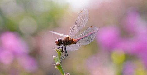 red dragonfly on a green stalk