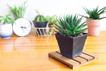 Selective focus of Lace Aloe, Aristaloe aristata green succulent haworthia plant pot on wooden table top background