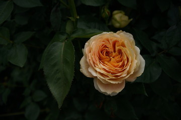 Light Yellow Flower of Rose 'Comtessa' in Full Bloom
