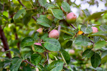 Organic apples grows on fruit tree
