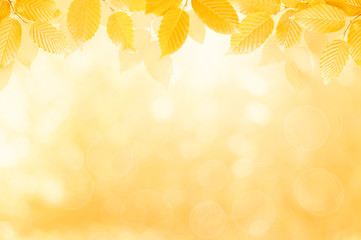autumn leaves on the yellow background with bokeh lights