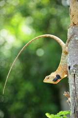 lizard on a branch