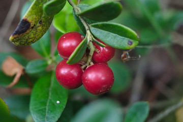 cranberry berries turn red on a twig