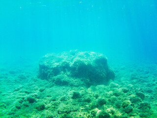 View of the seabed with the typical flora during a scuba exploration