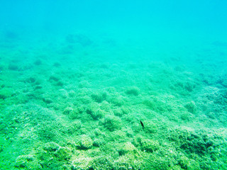View of the seabed with the typical flora during a scuba exploration