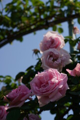 Light Pink Flower of Rose 'Conrad Ferdinand Meyer' in Full Bloom
