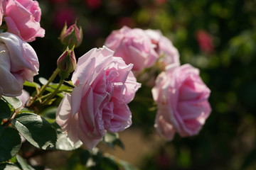Light Pink Flower of Rose 'Conrad Ferdinand Meyer' in Full Bloom
