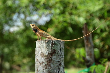 Fototapeta premium lizard on a tree