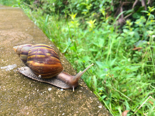 Snail